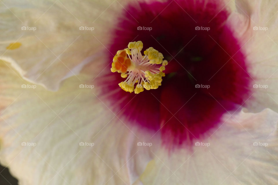 Yellow Hibiscus Pollen 