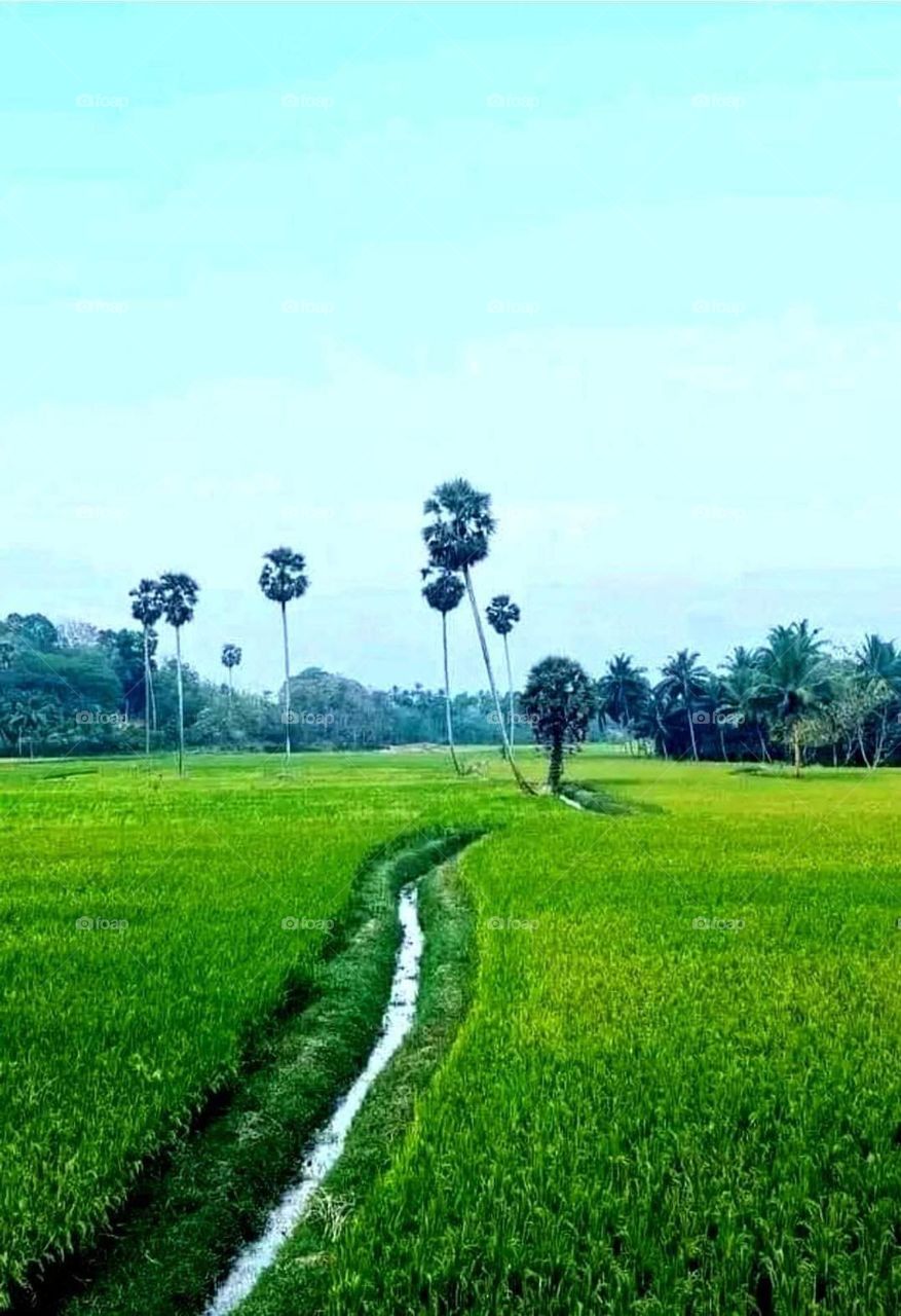 Rice paddy fields in kerala