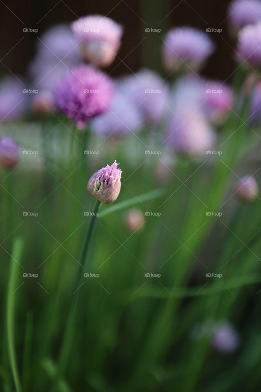 Close-up of single flower blooming