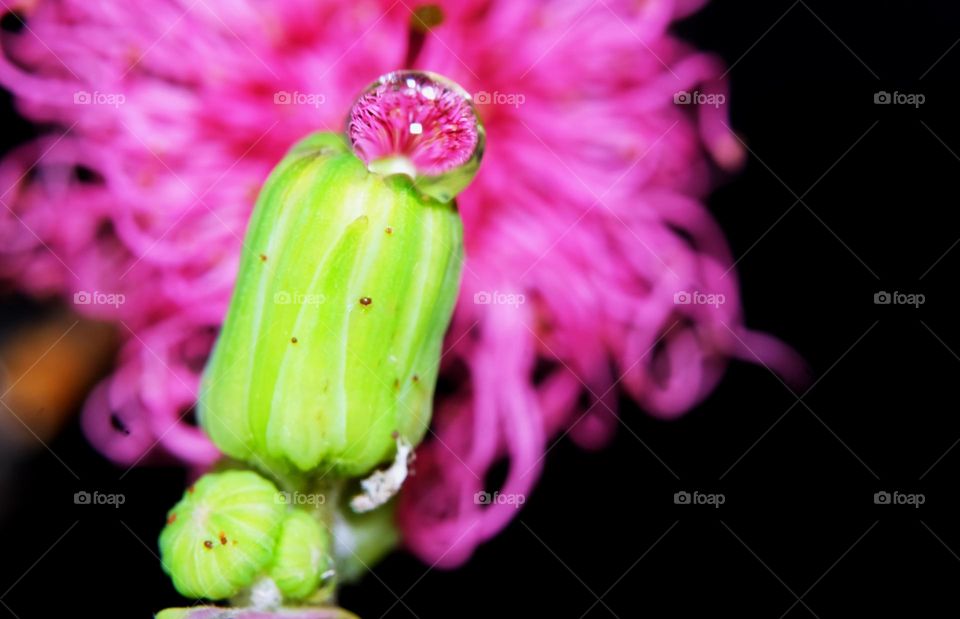 flower in water droplets