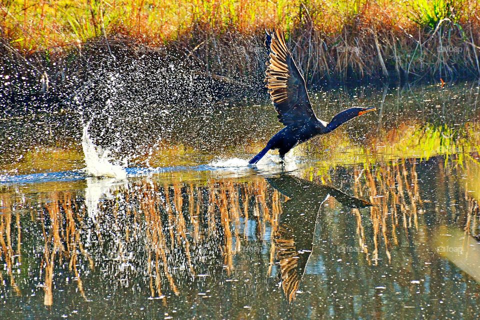 Great Cormorant taking off from a lake
