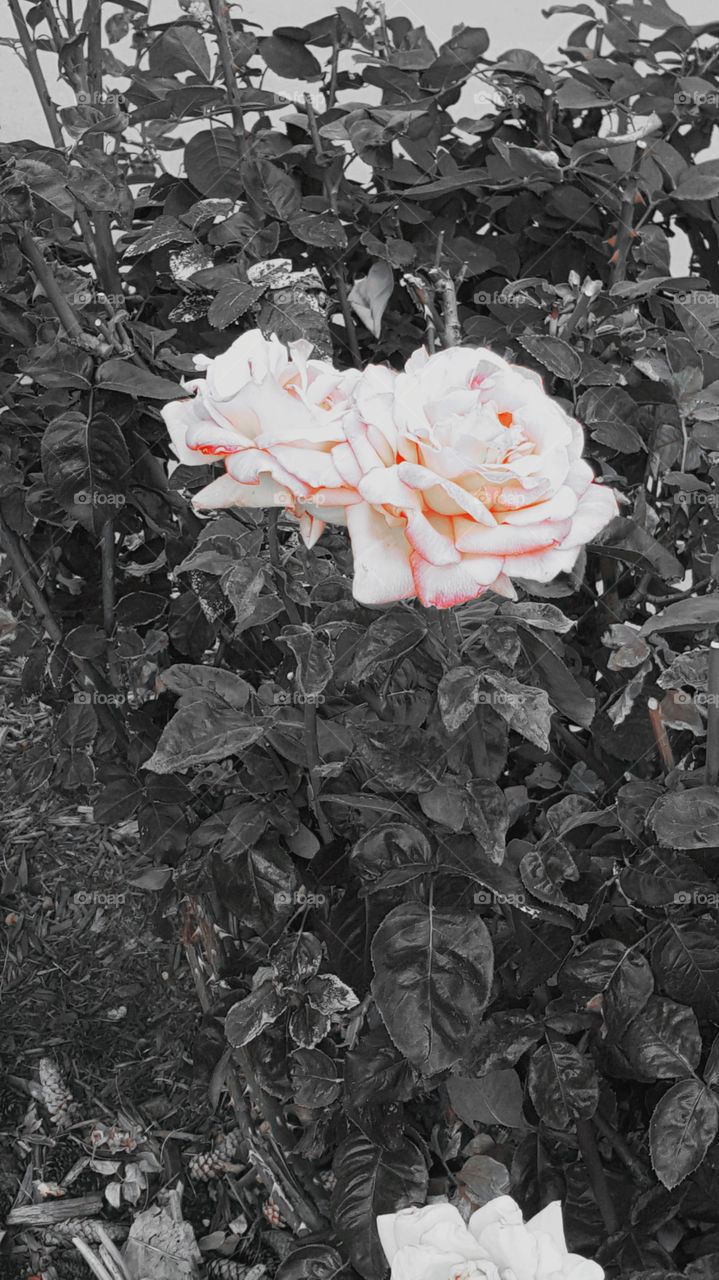rose white red