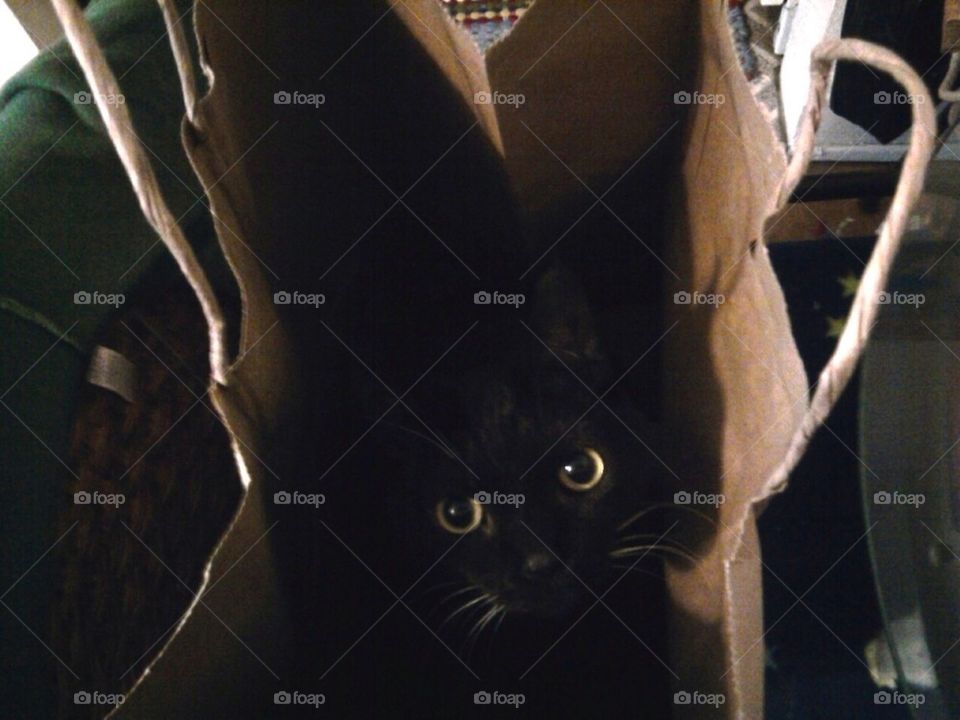 Cat in the bag