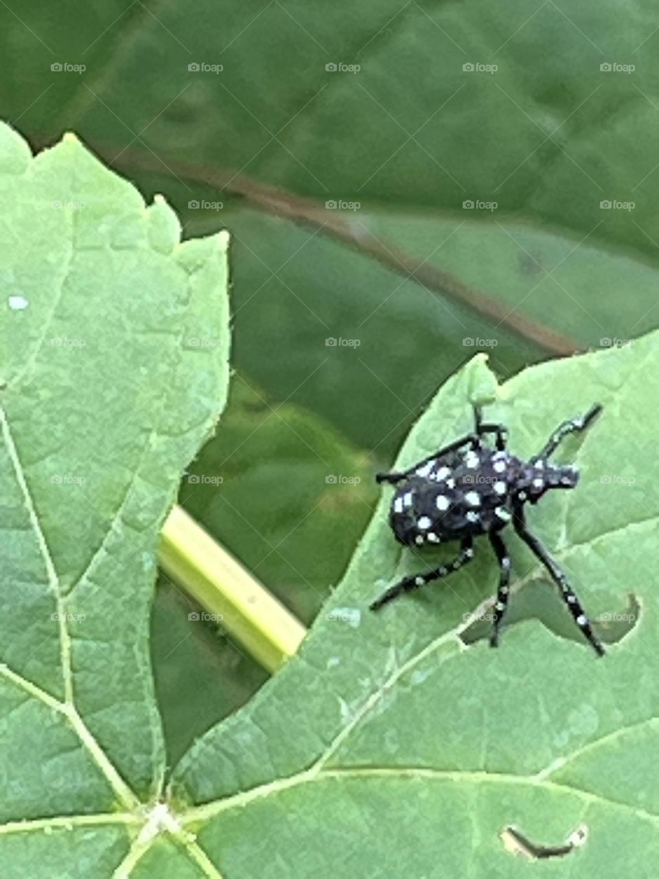 Spotted lantern fly 3rd instar nymph