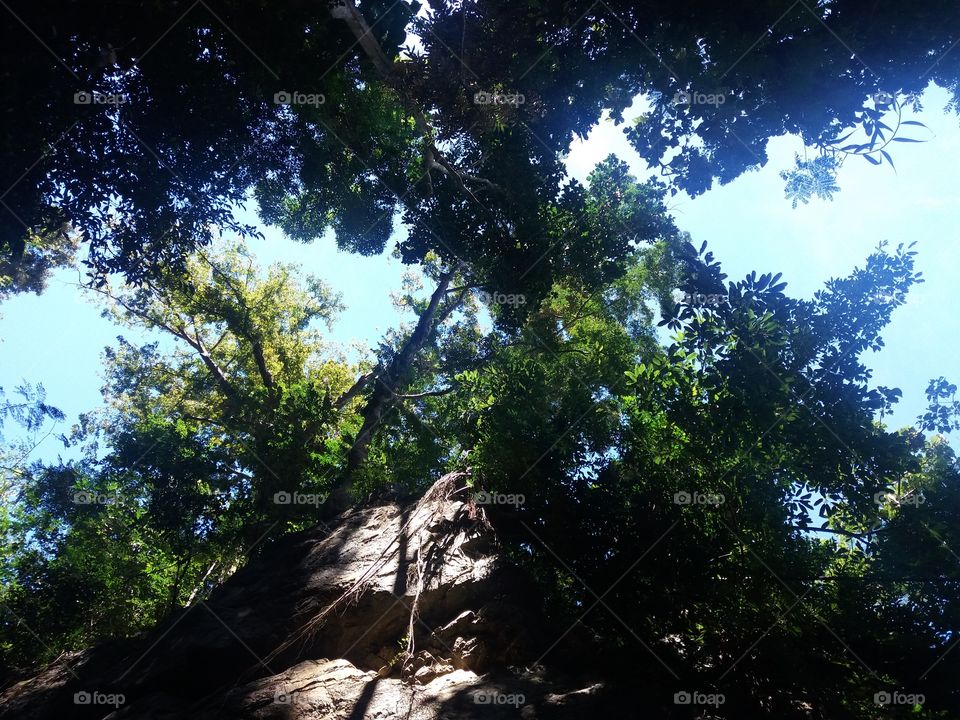 Trees in the forest while the sun is beaming.