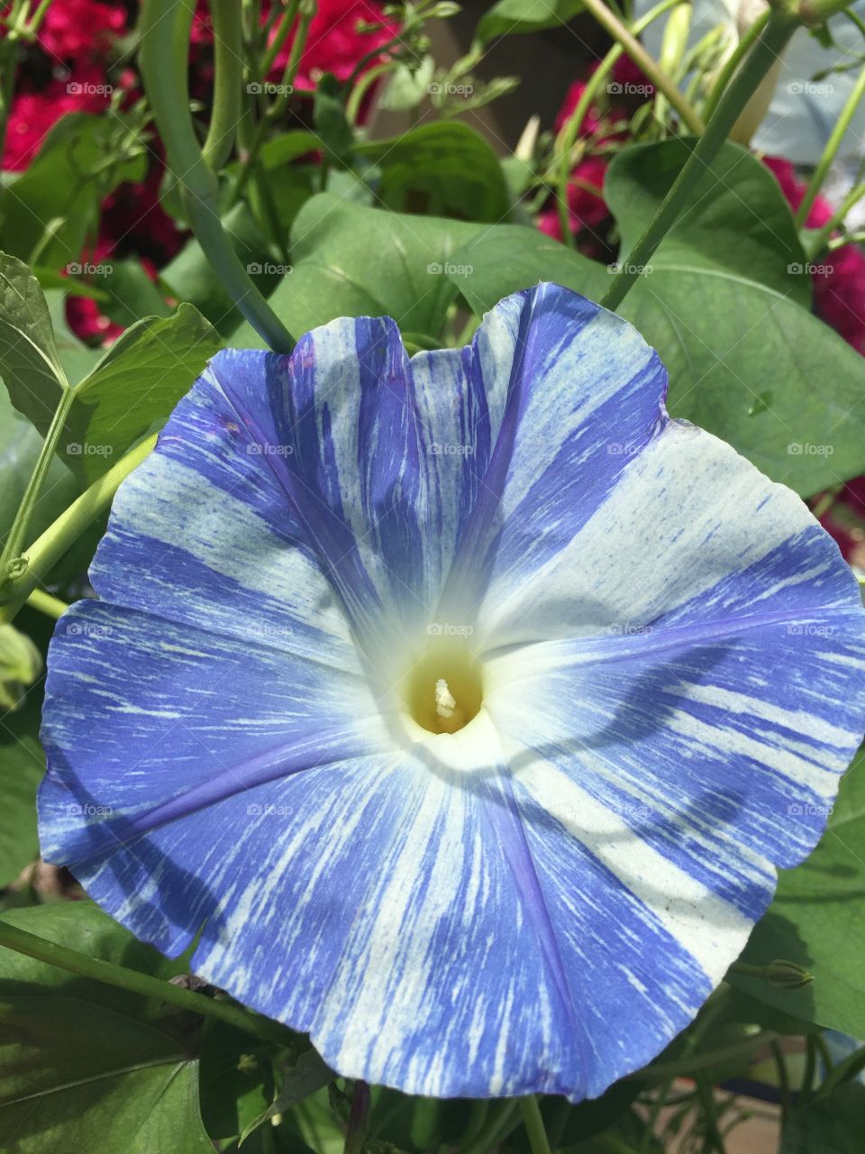 Morning Glory Vine species ‘Flying Saucer’ ‘Ipomoea purpurea’. Stunning blue and white striped morning glory vine with huge blooms! Introduced in the 1960s!