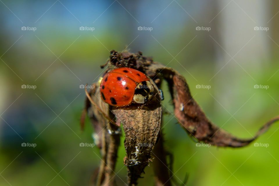 ladybug on dead plant