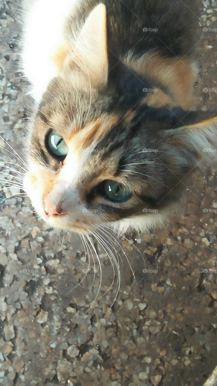 Beautiful cat looking at my camera.