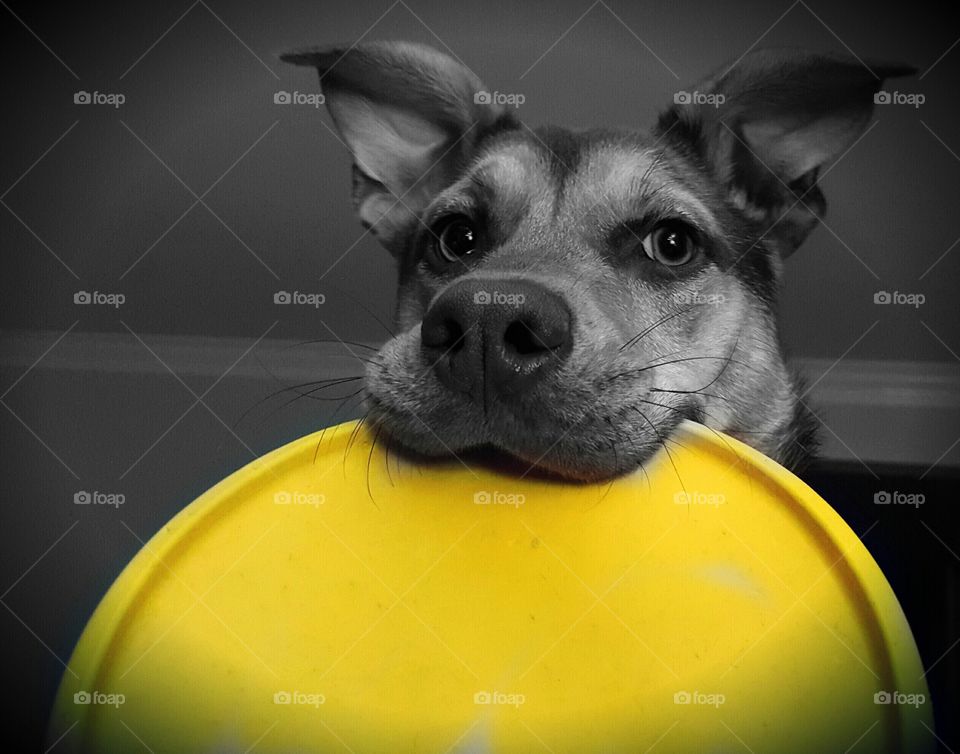 Loving her Yellow Frisbee
