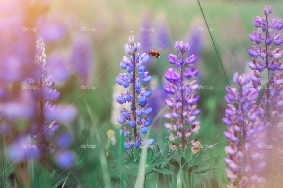 Summer violet flowers lupine 