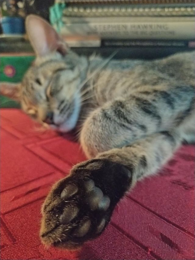 Black paw 🐾