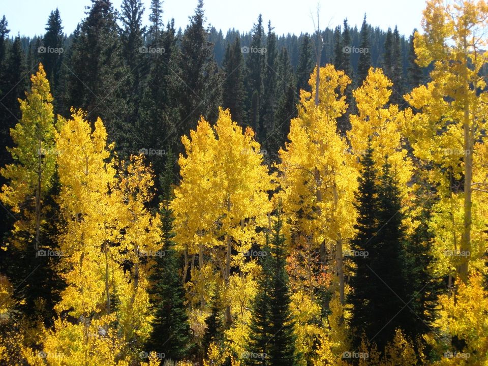 Yellow Trees
