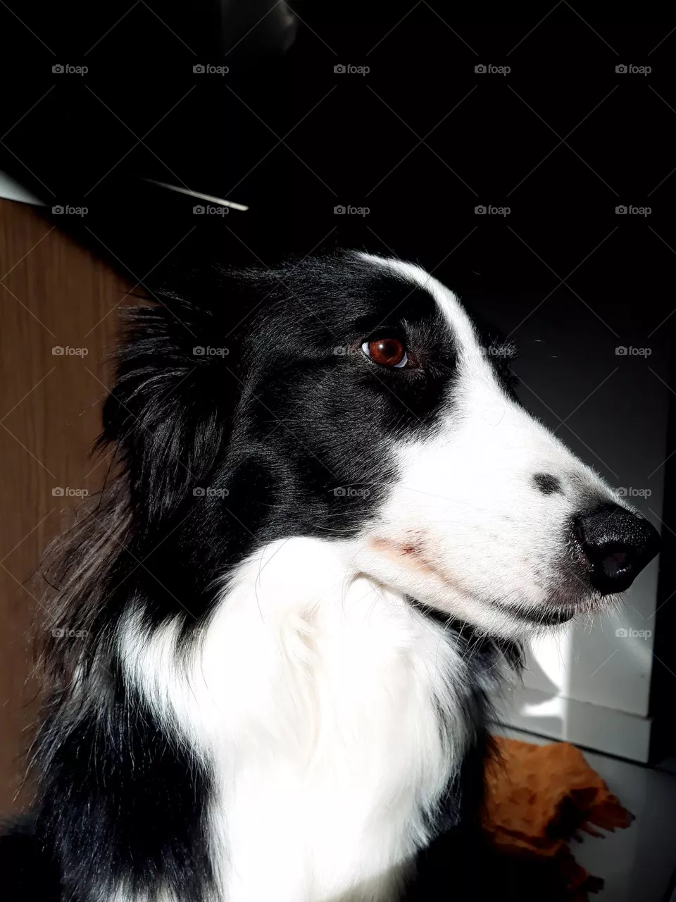 Cachorro