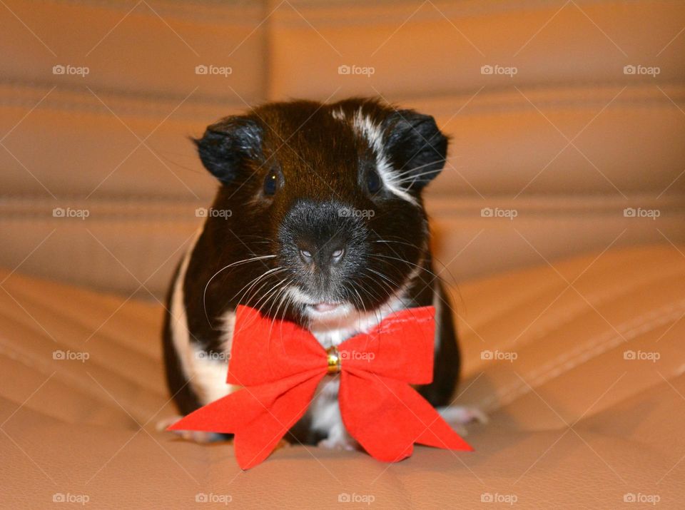 Front view of guinea pig with red bow tie