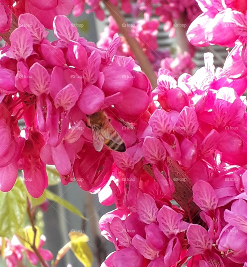 Beautiful pink flower on the tree with bee