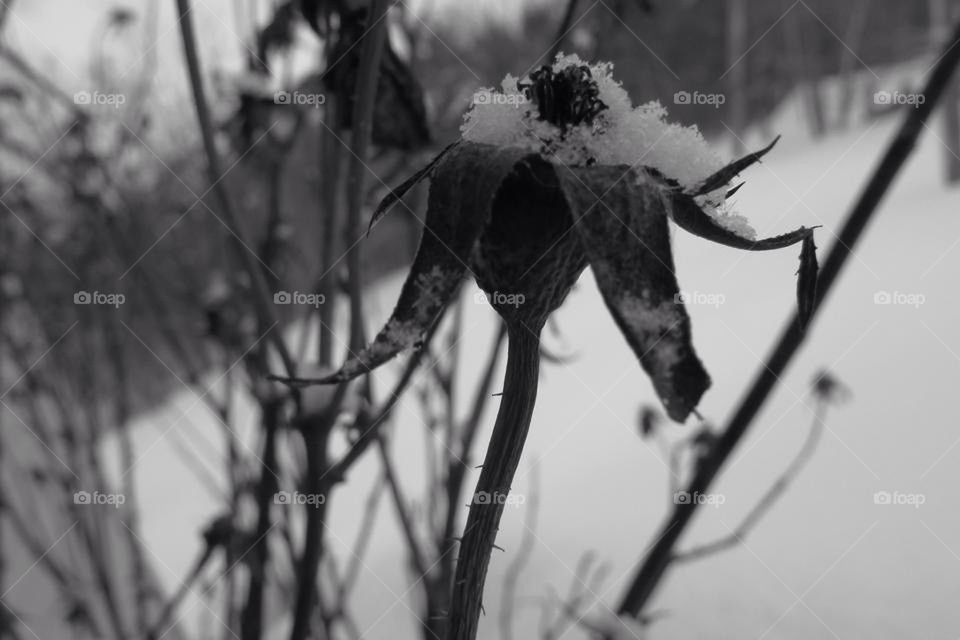 Wilted by Winter