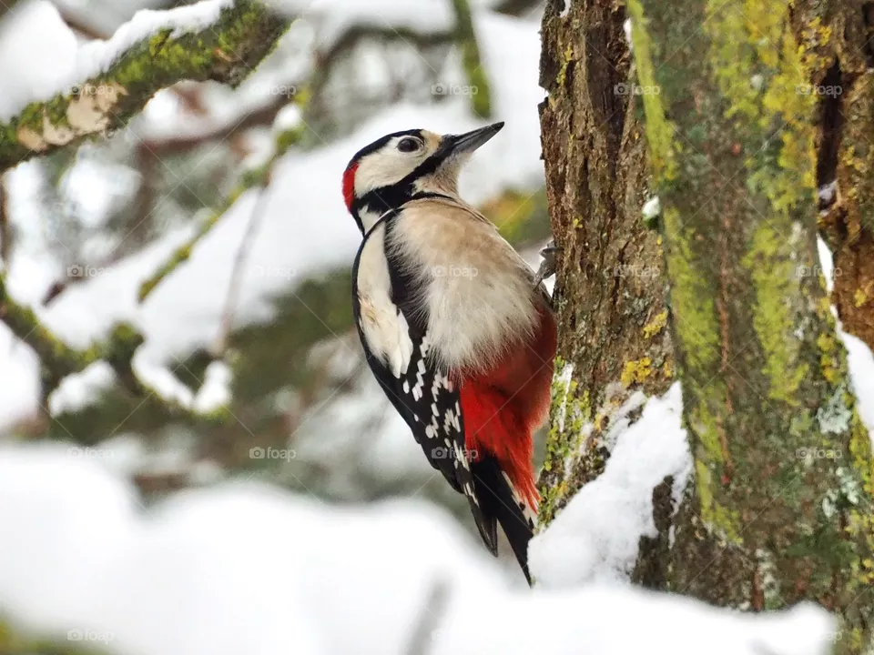 Woodpecker