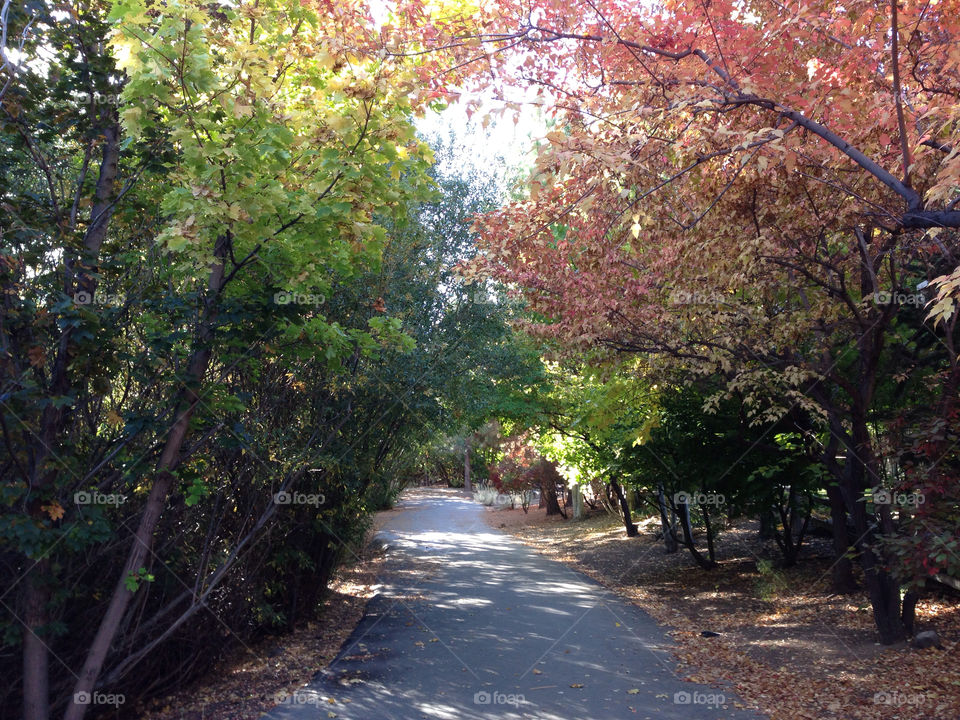 trees autumn path reno by melody