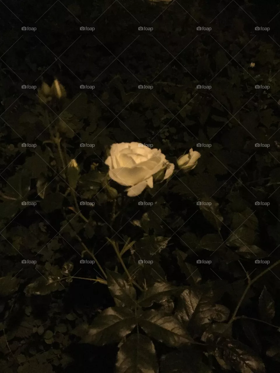 Weiße Rose Nacht 
