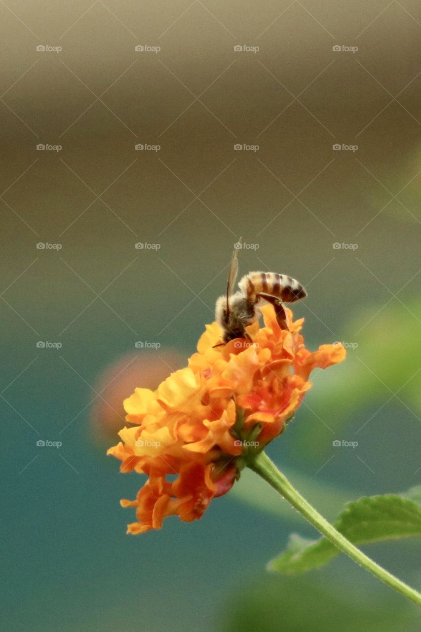 A bee lands on a yellow and orange flower and sucks up the nectar while reflecting the sun light in a summer afternoon.  