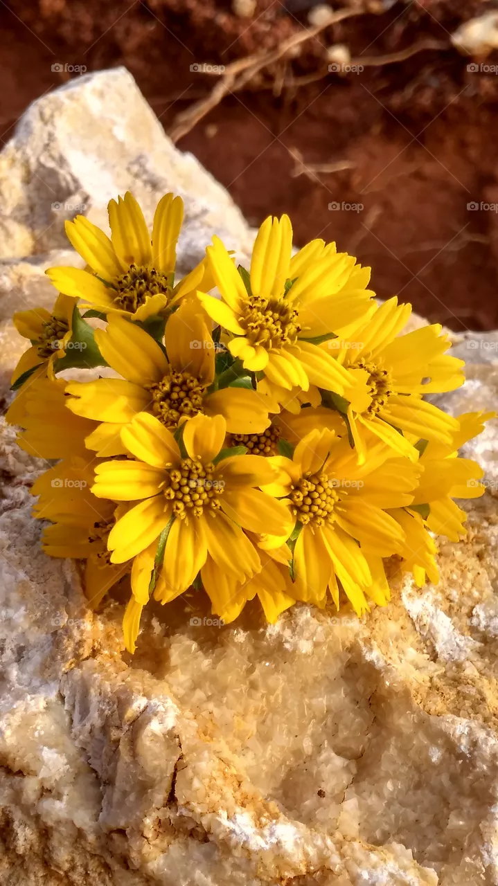sun flower