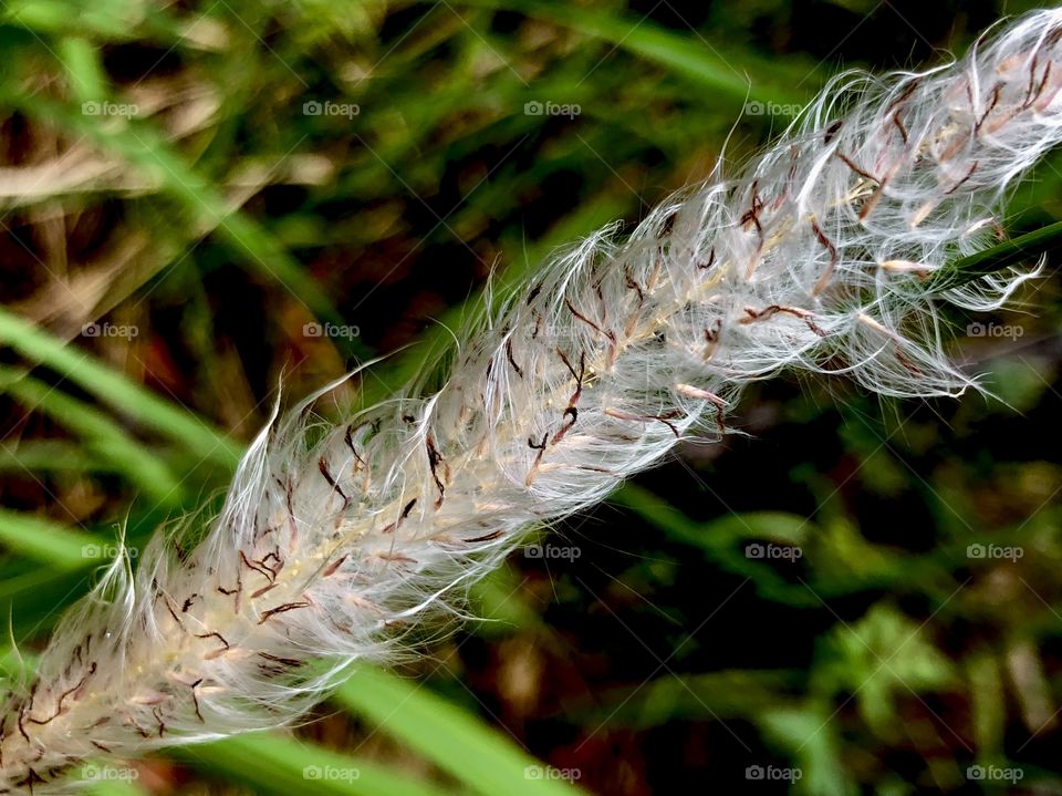 Closeup plant fibers