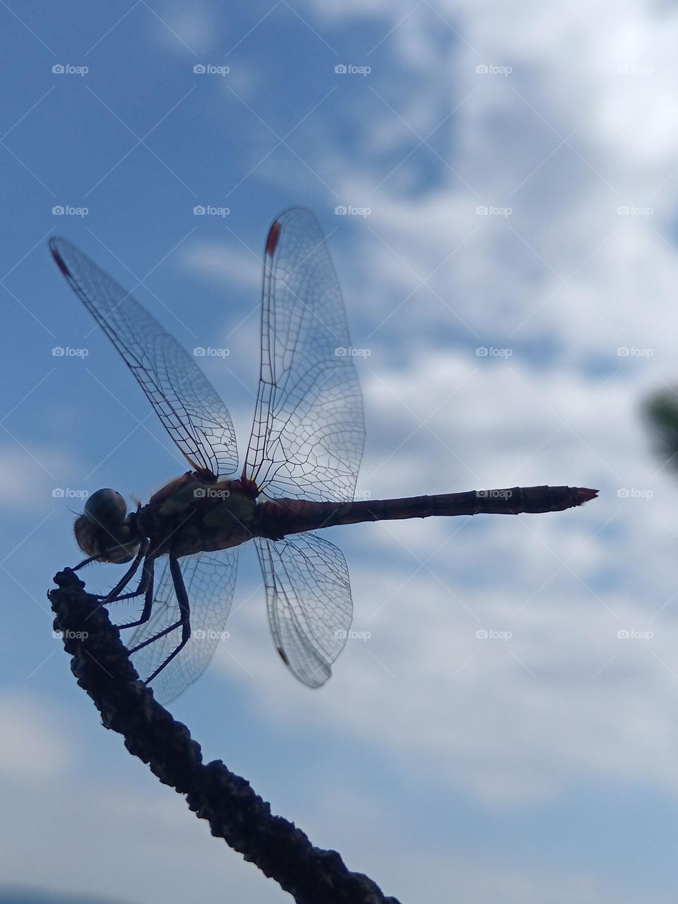 dragonfly