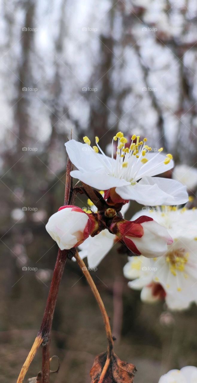 The apricot flower