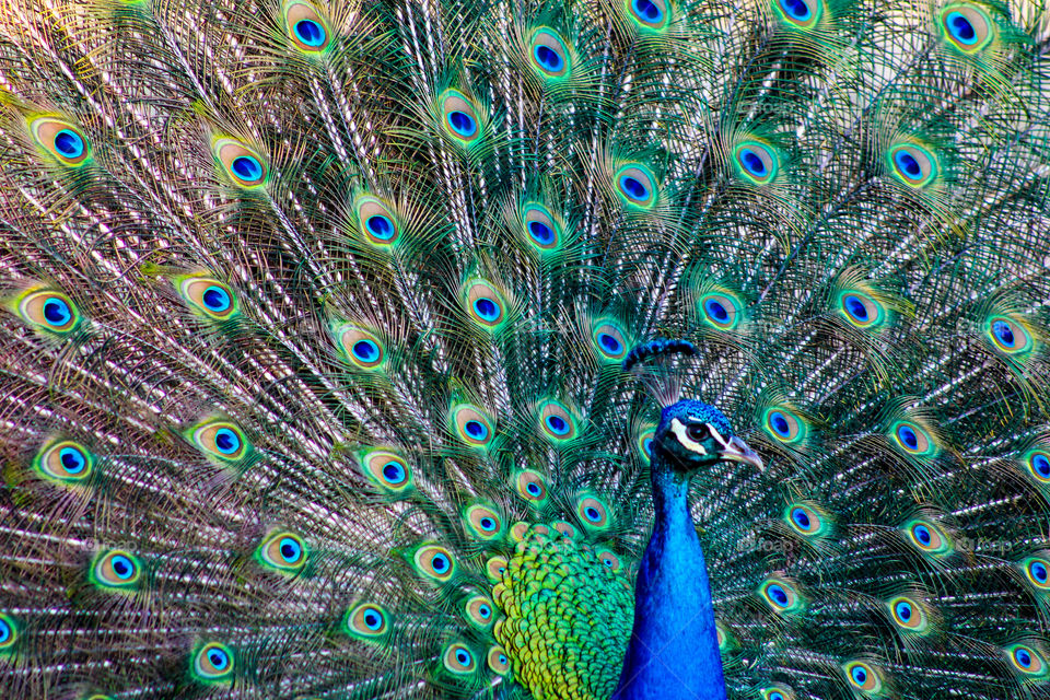 Peacock dancing