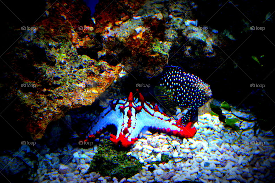 aquarium in macro