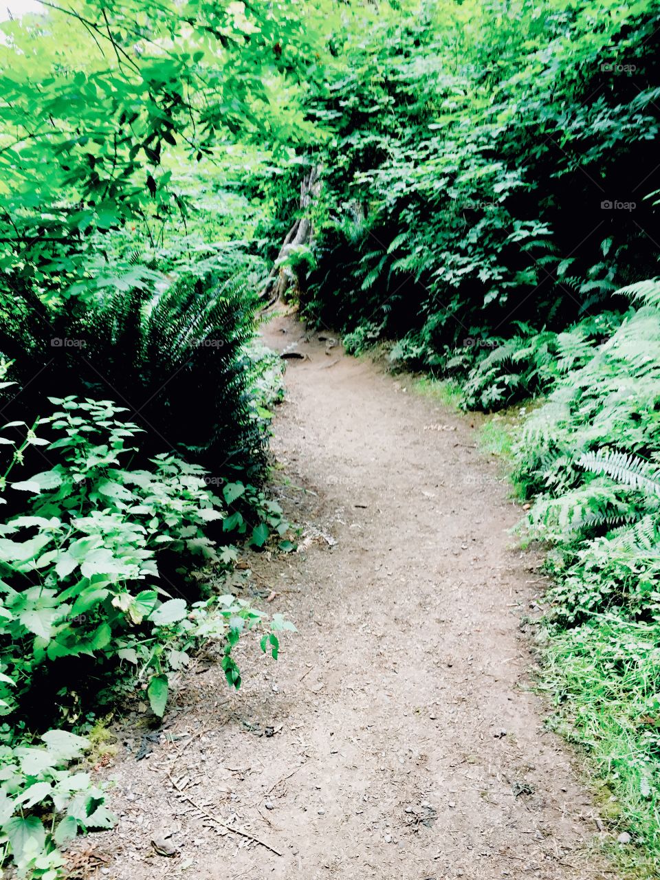 Path through undergrowth 