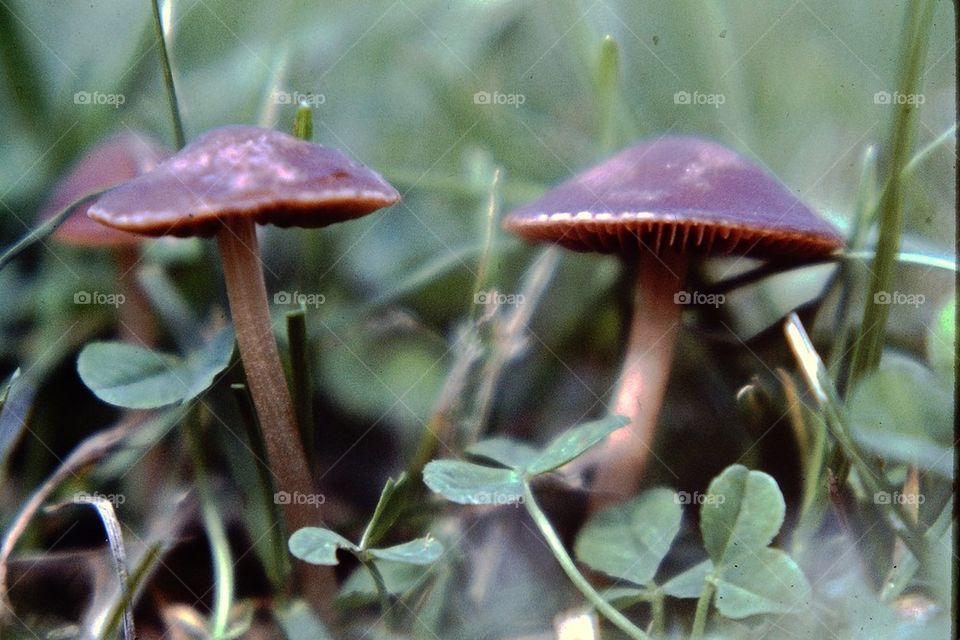 Toadstools