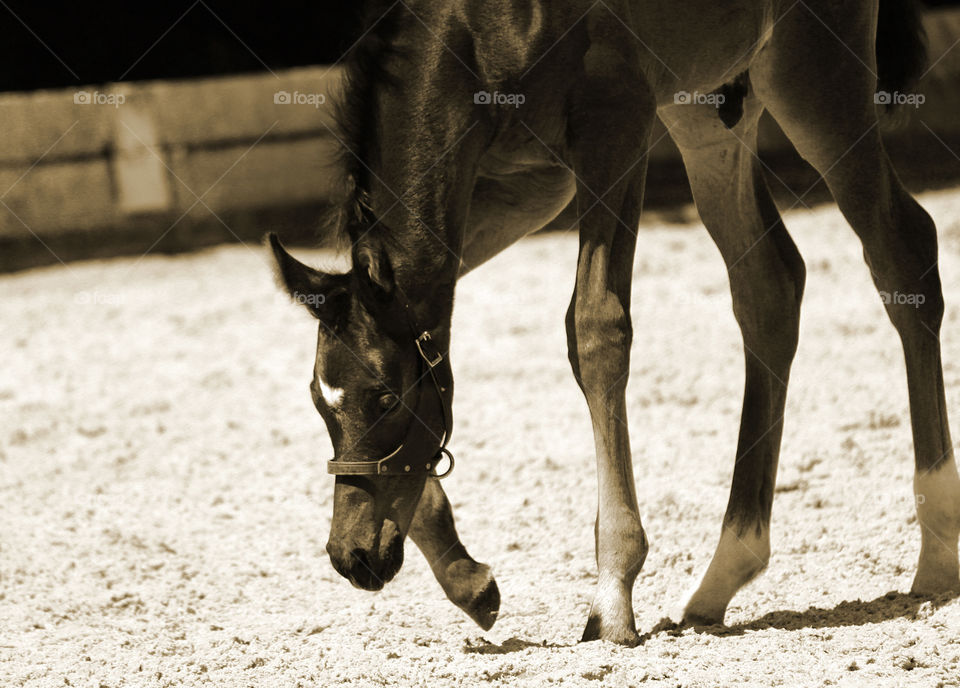 Foal in sepia