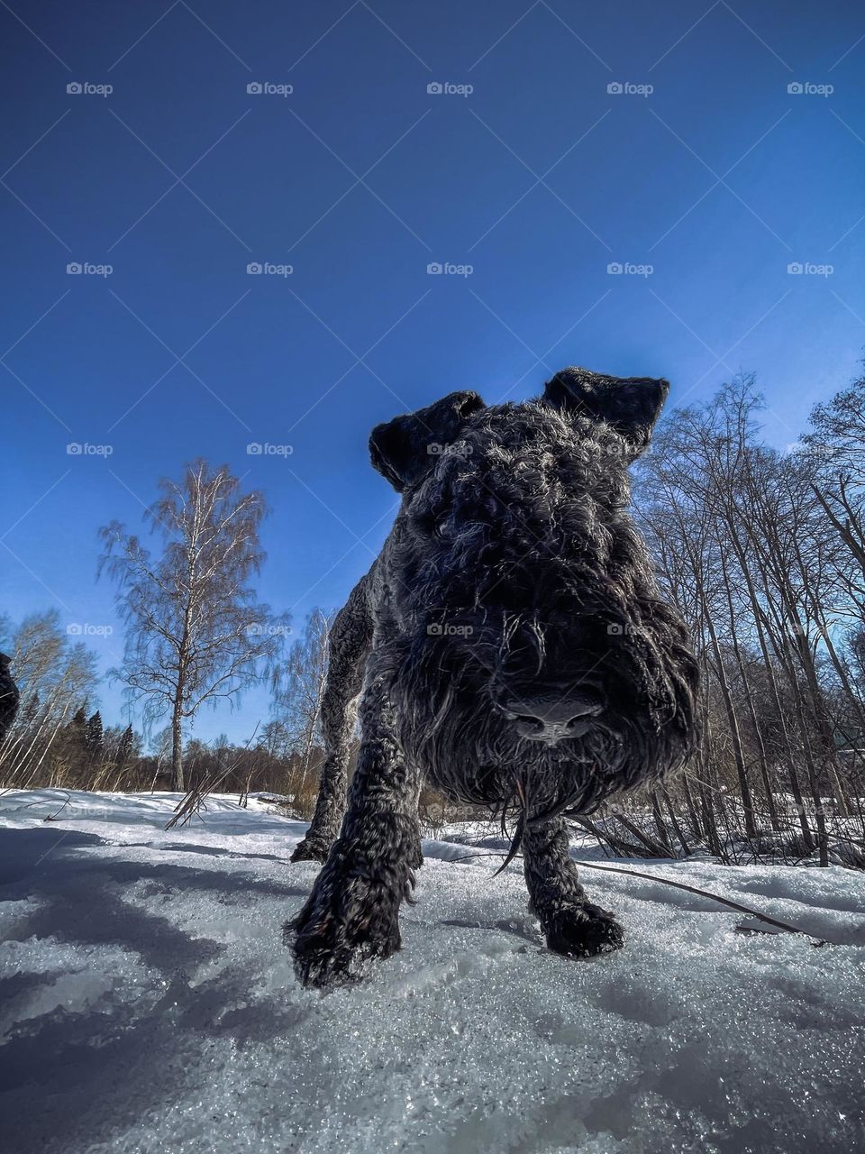 Silver terrier at winter day