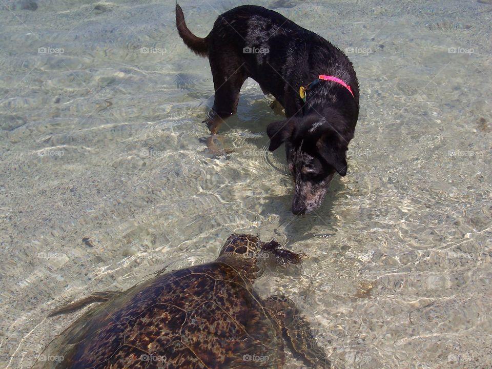 curious . my dog checking out a turtle 