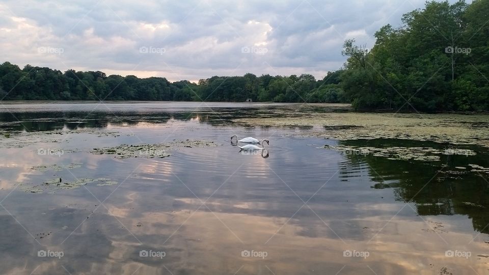 Swans at lake