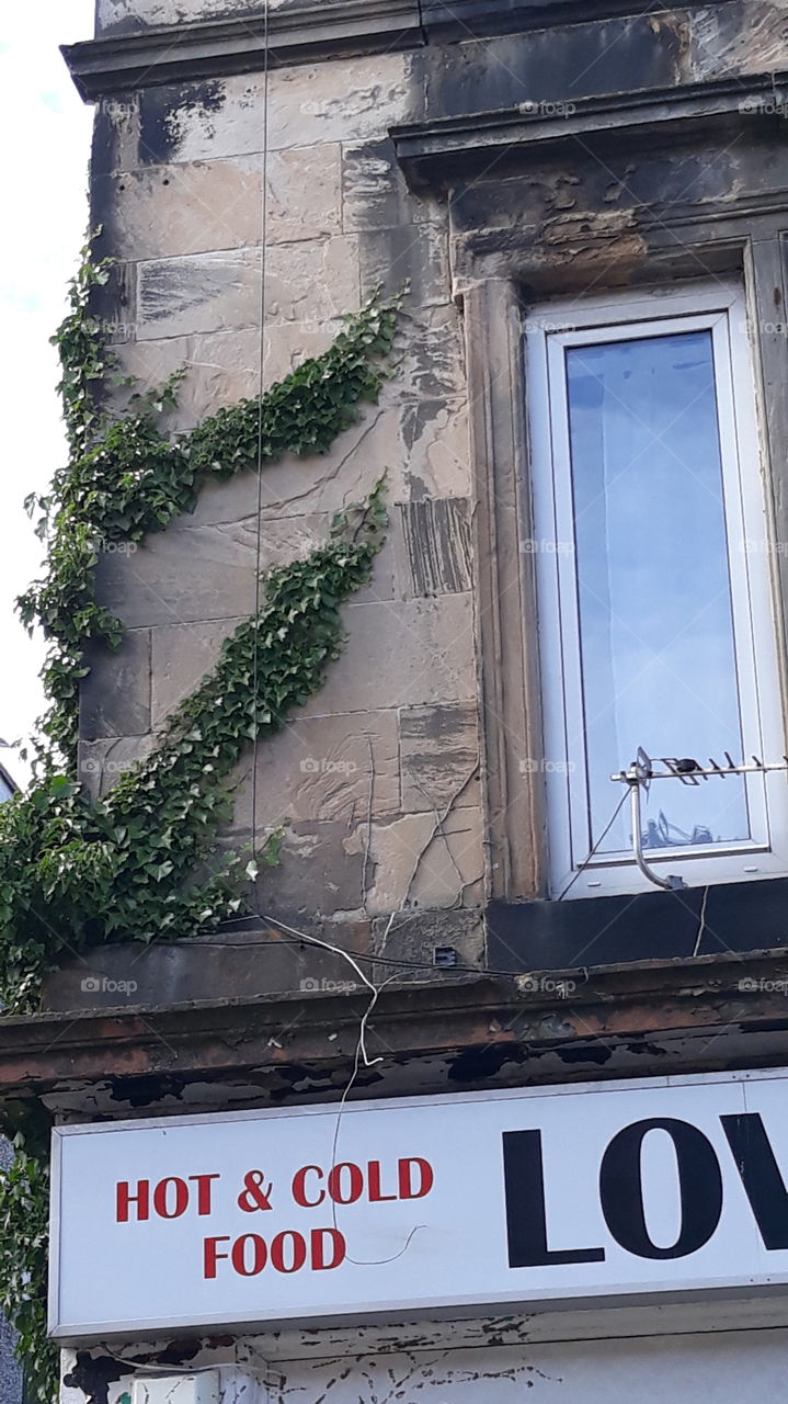 creeping ivy on Greenock building