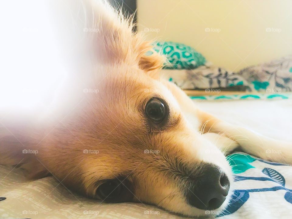 Lazy dog days on the bed 