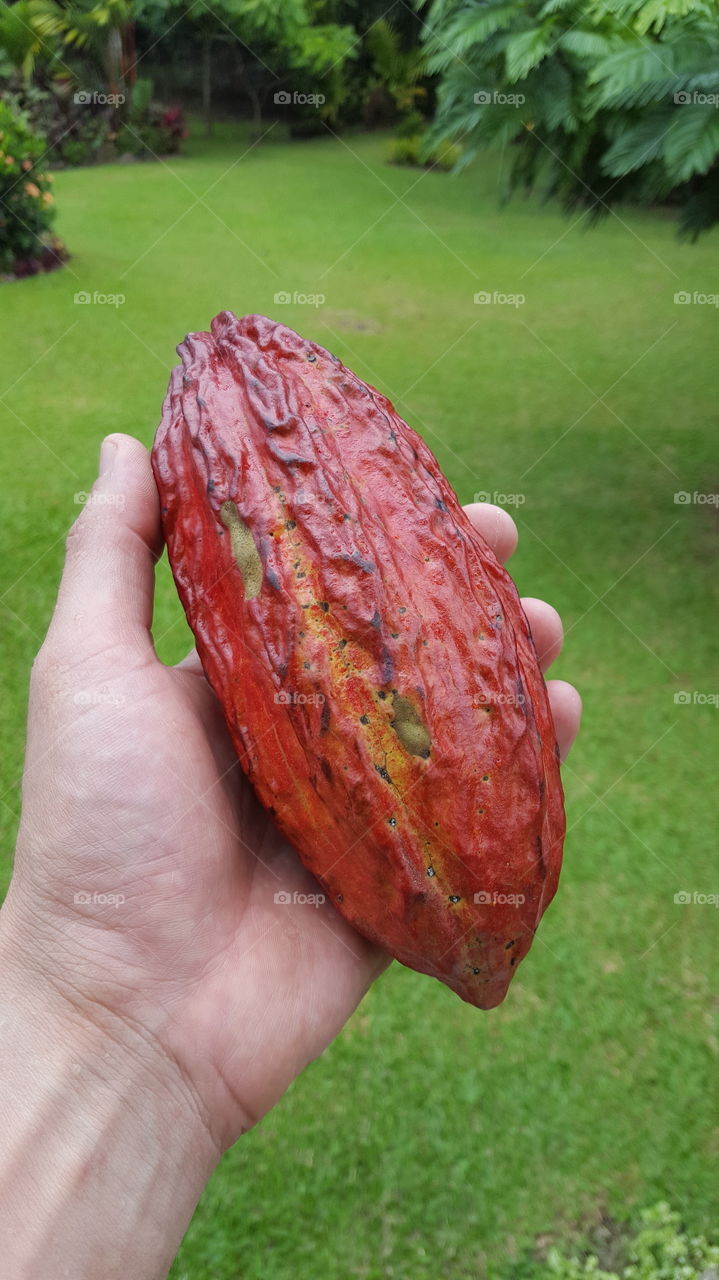 Beautiful Cocoa bean