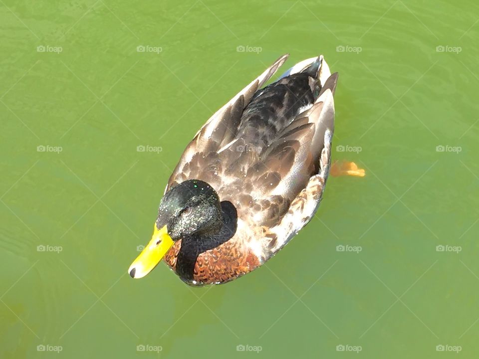 My favorite duck with beautiful feathers