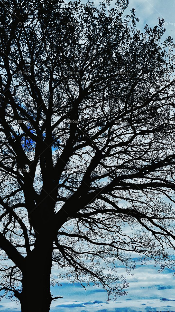 tree with cloudy sky in landfield