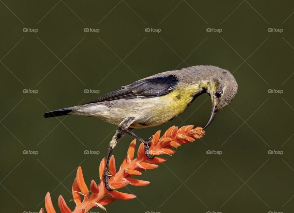 This photo toke by myself in kish island in iran,this is purpla sunbird.
