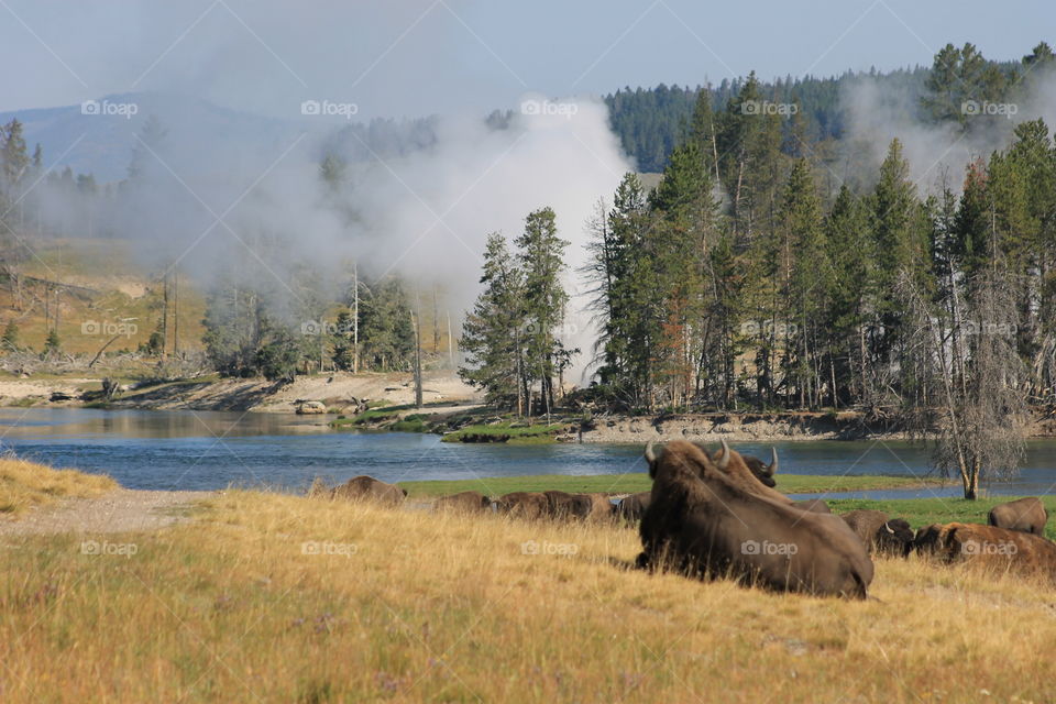 Buffalo laying in front of a steaming lake in Yellowstone National Park.