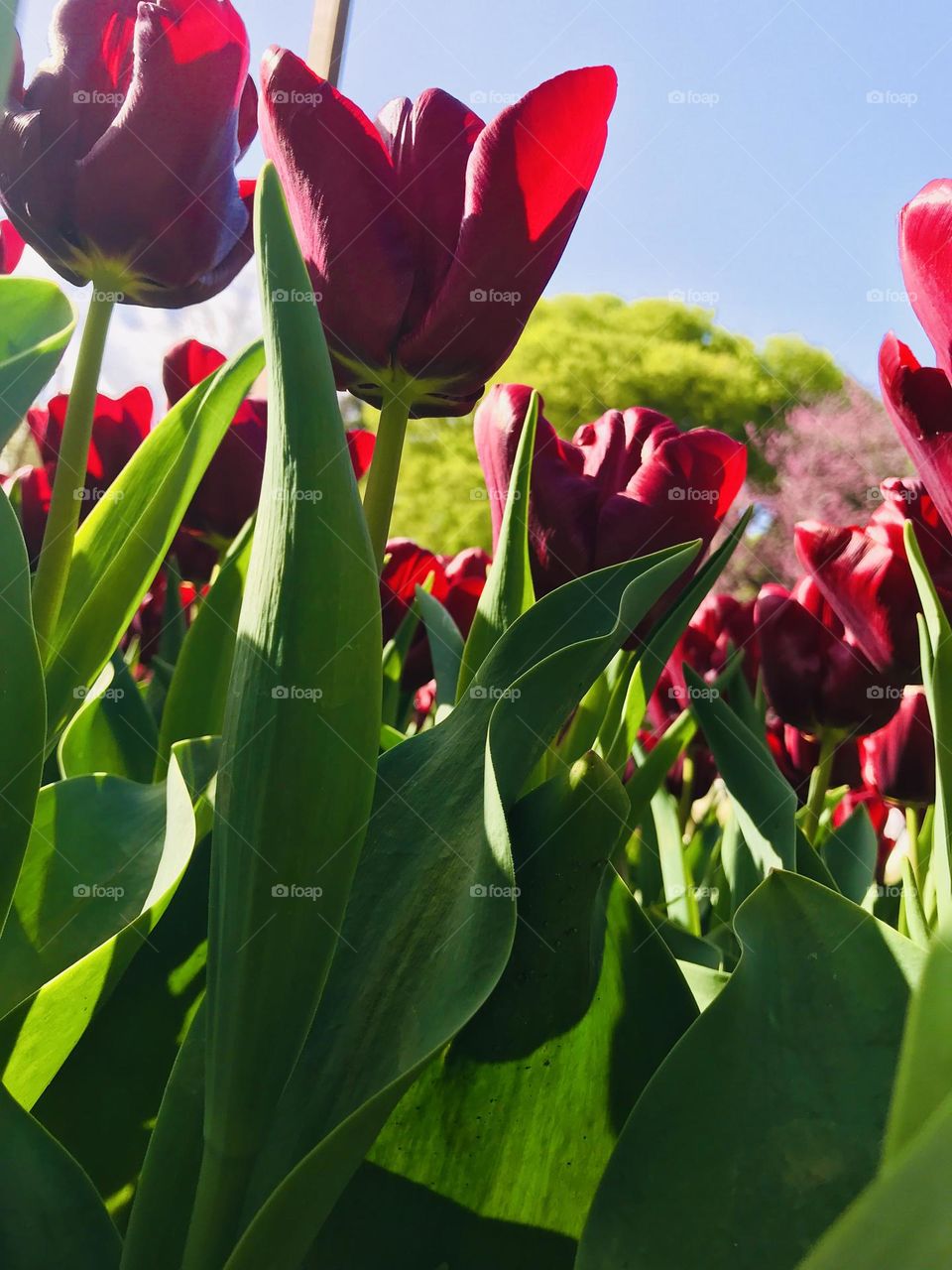 Tulips in the garden