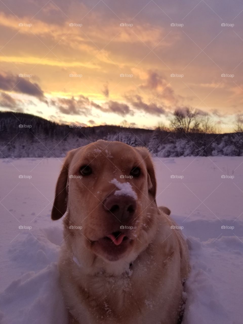 just a dog enjoying to sunset
