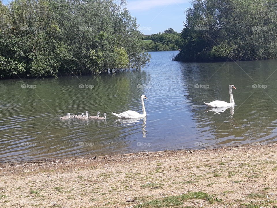 swans swimming in the lake