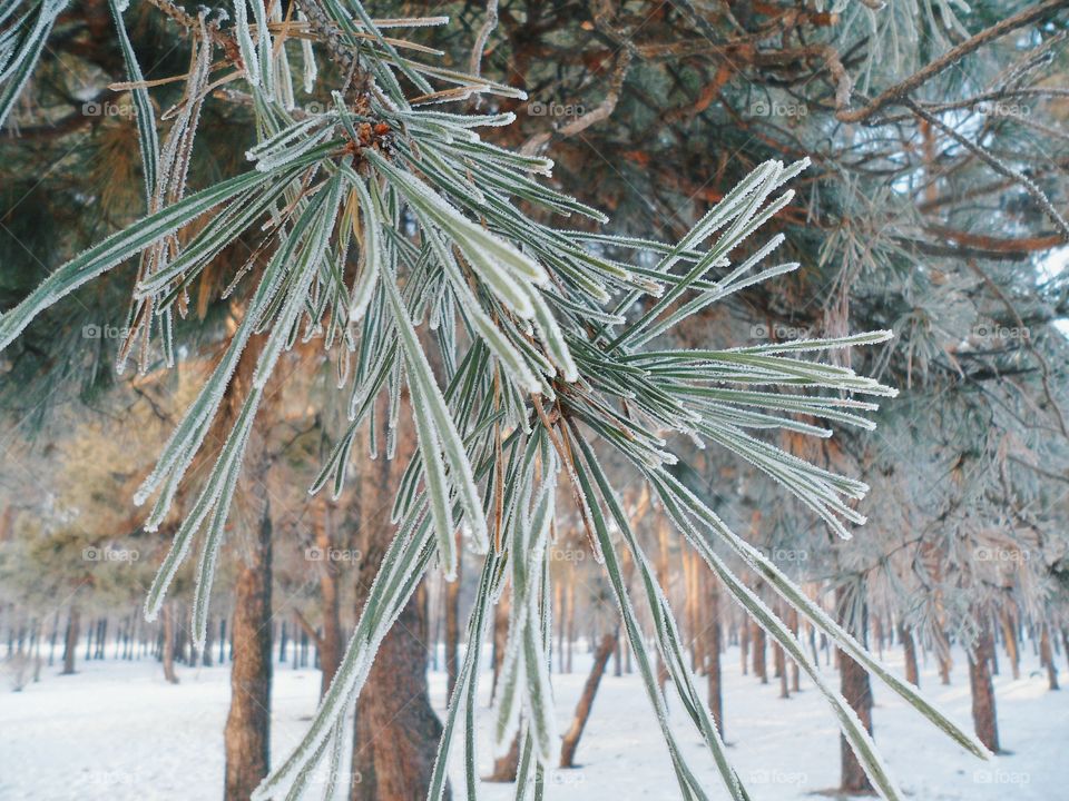 branch of spruce in frost, winter 2017