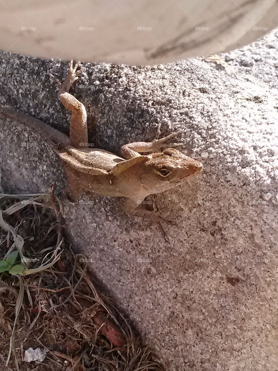 leaping lizard . lizard 