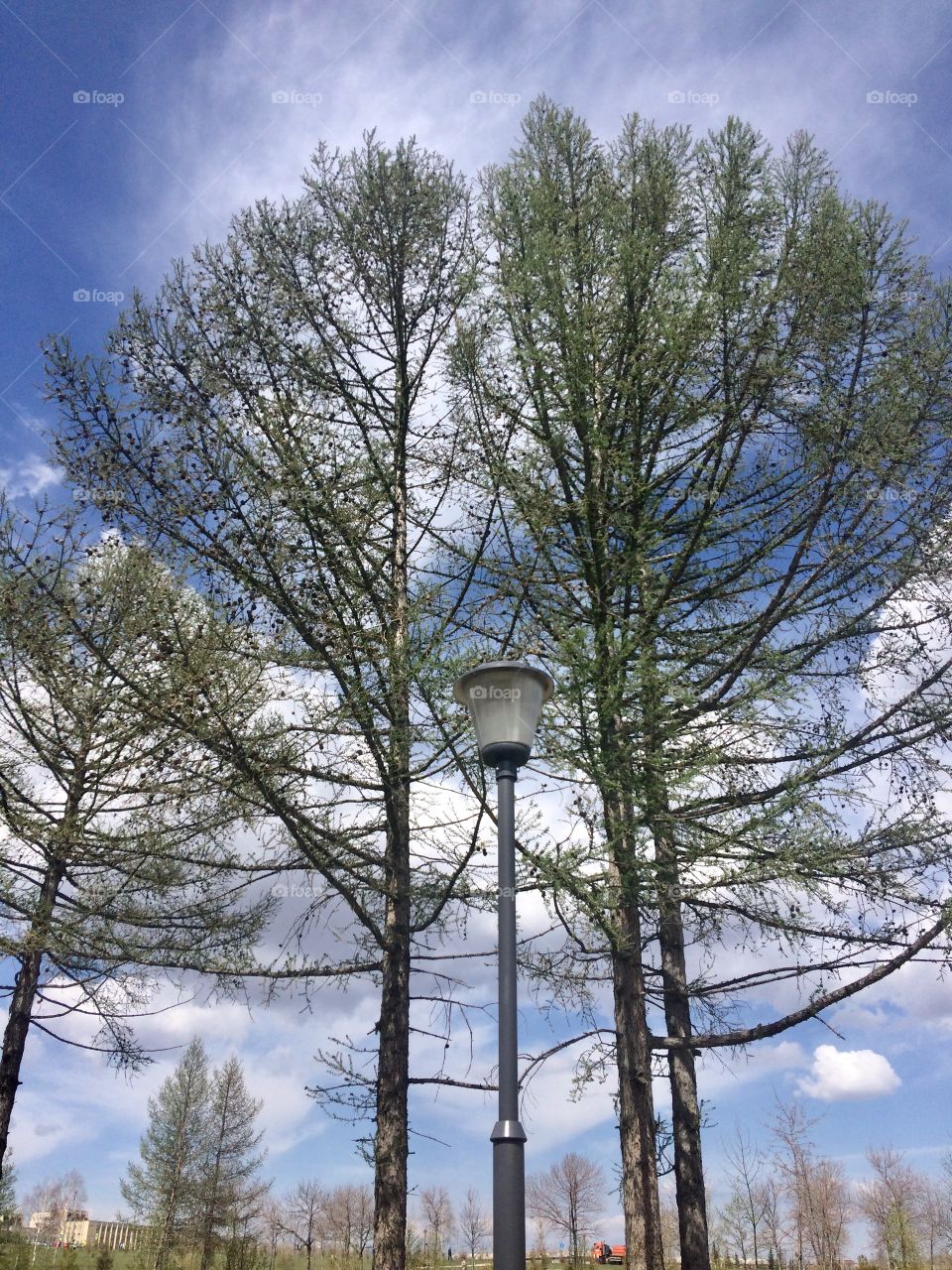 Spring tree sky фонарь парк Магнитогорск сосна