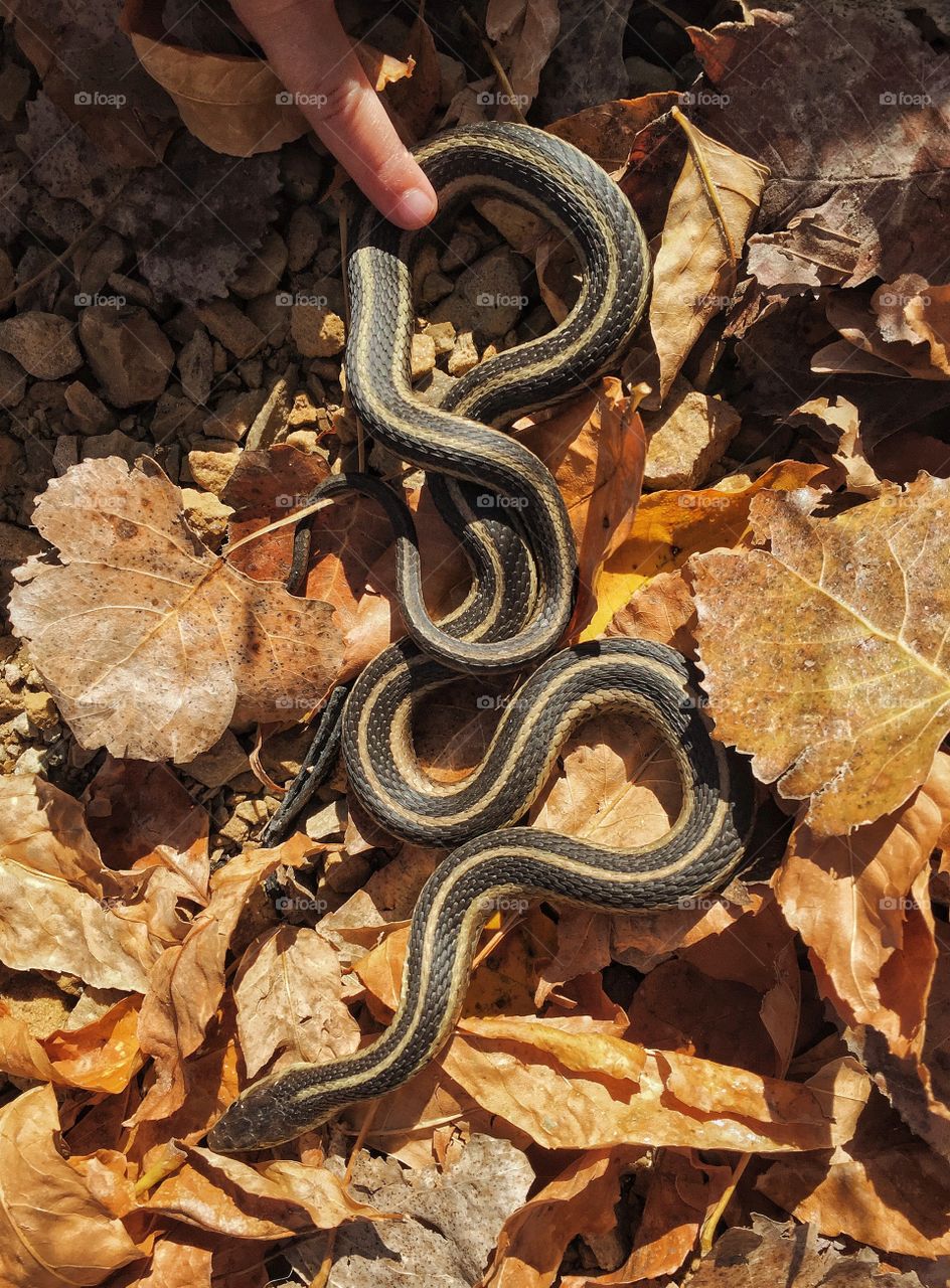 Snake coiled in the grass while kid touches it